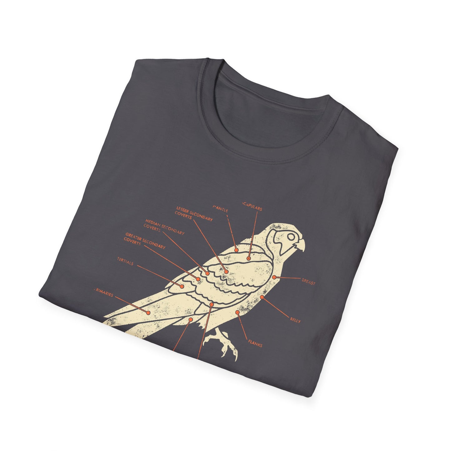 Plumage Anatomy - Falcon