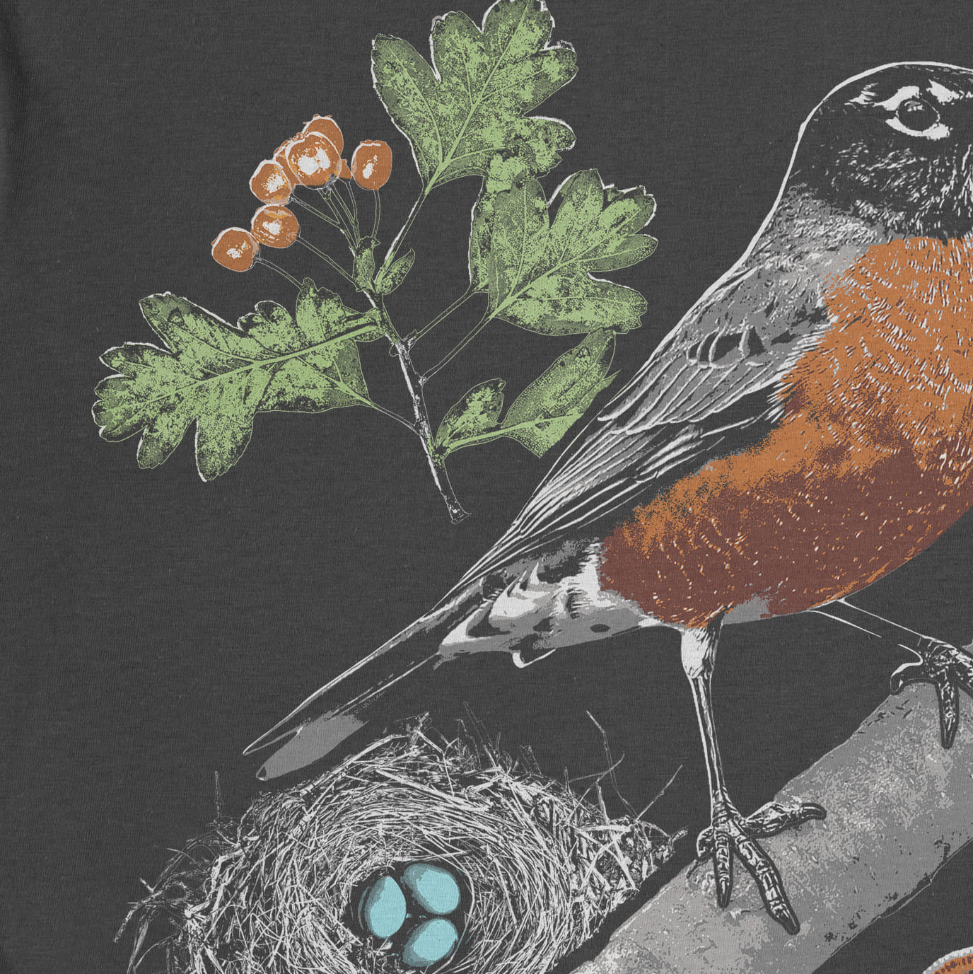 American Robin