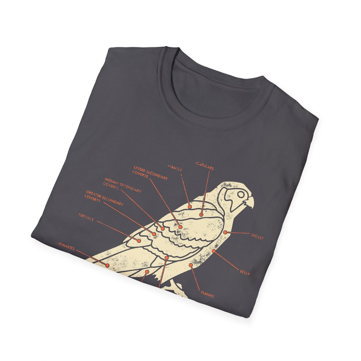 Plumage Anatomy - Falcon