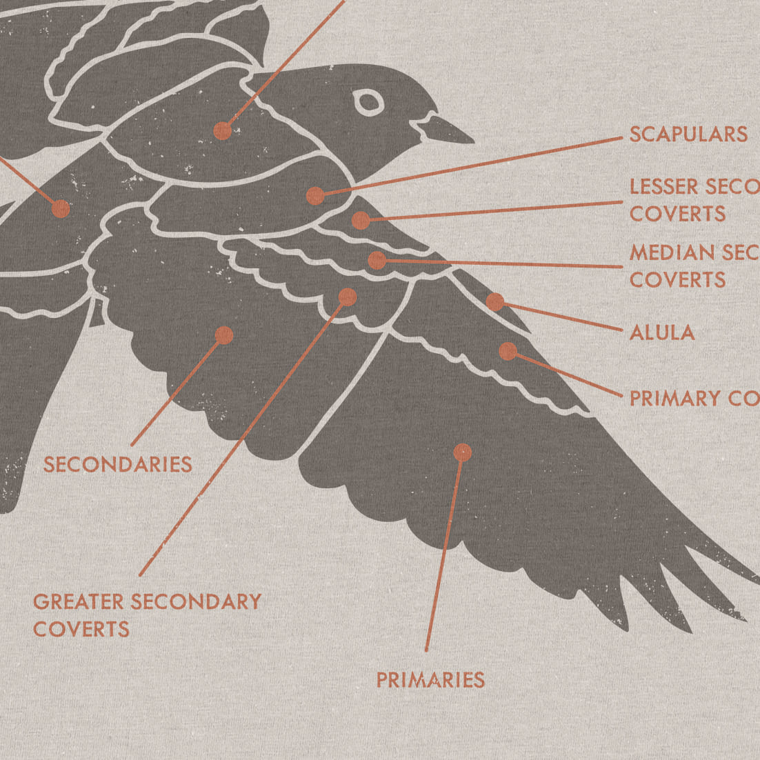 Plumage Anatomy - Songbird | Light Shirt