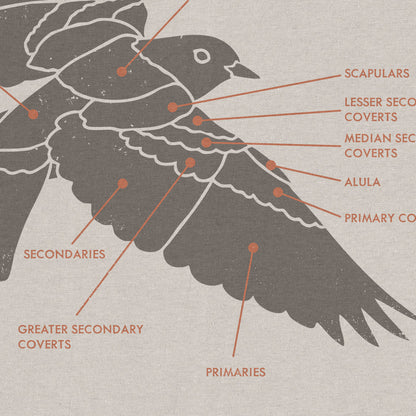 Plumage Anatomy - Songbird | Light Shirt