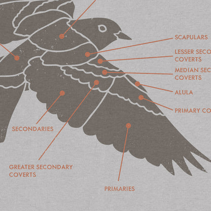 Plumage Anatomy - Songbird | Light Shirt