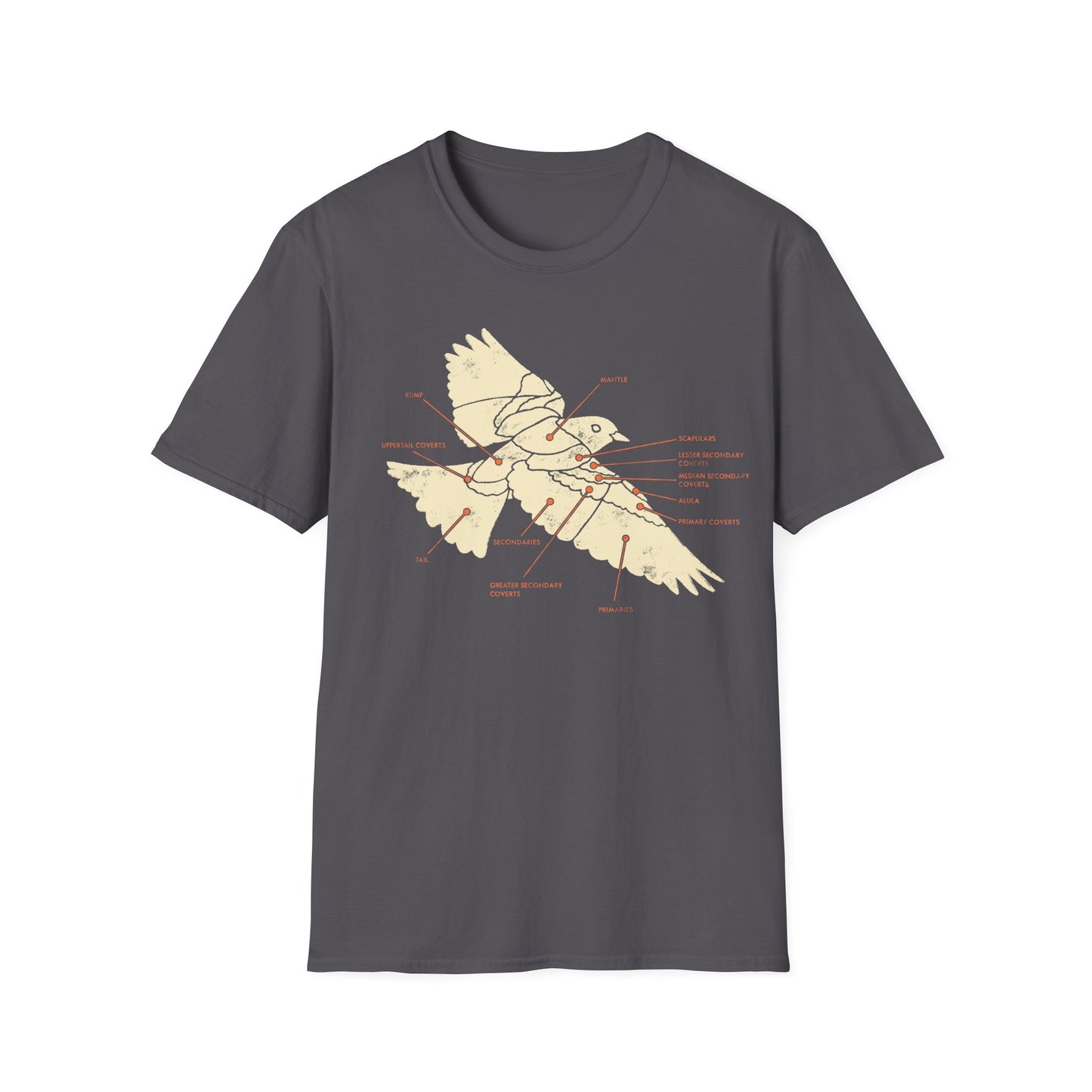 Plumage Anatomy - Songbird