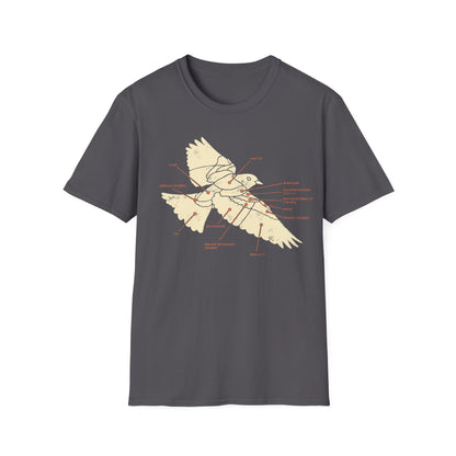 Plumage Anatomy - Songbird