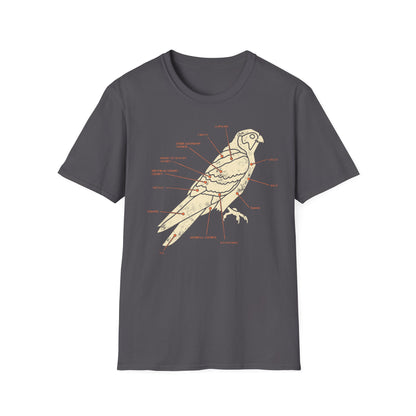Plumage Anatomy - Falcon